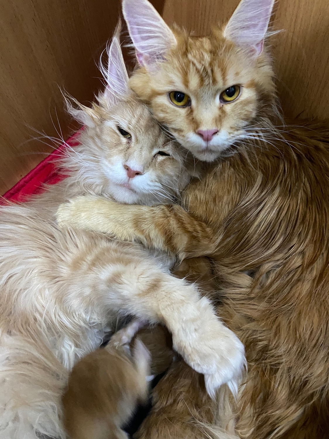 Кошки кормят вместе котят