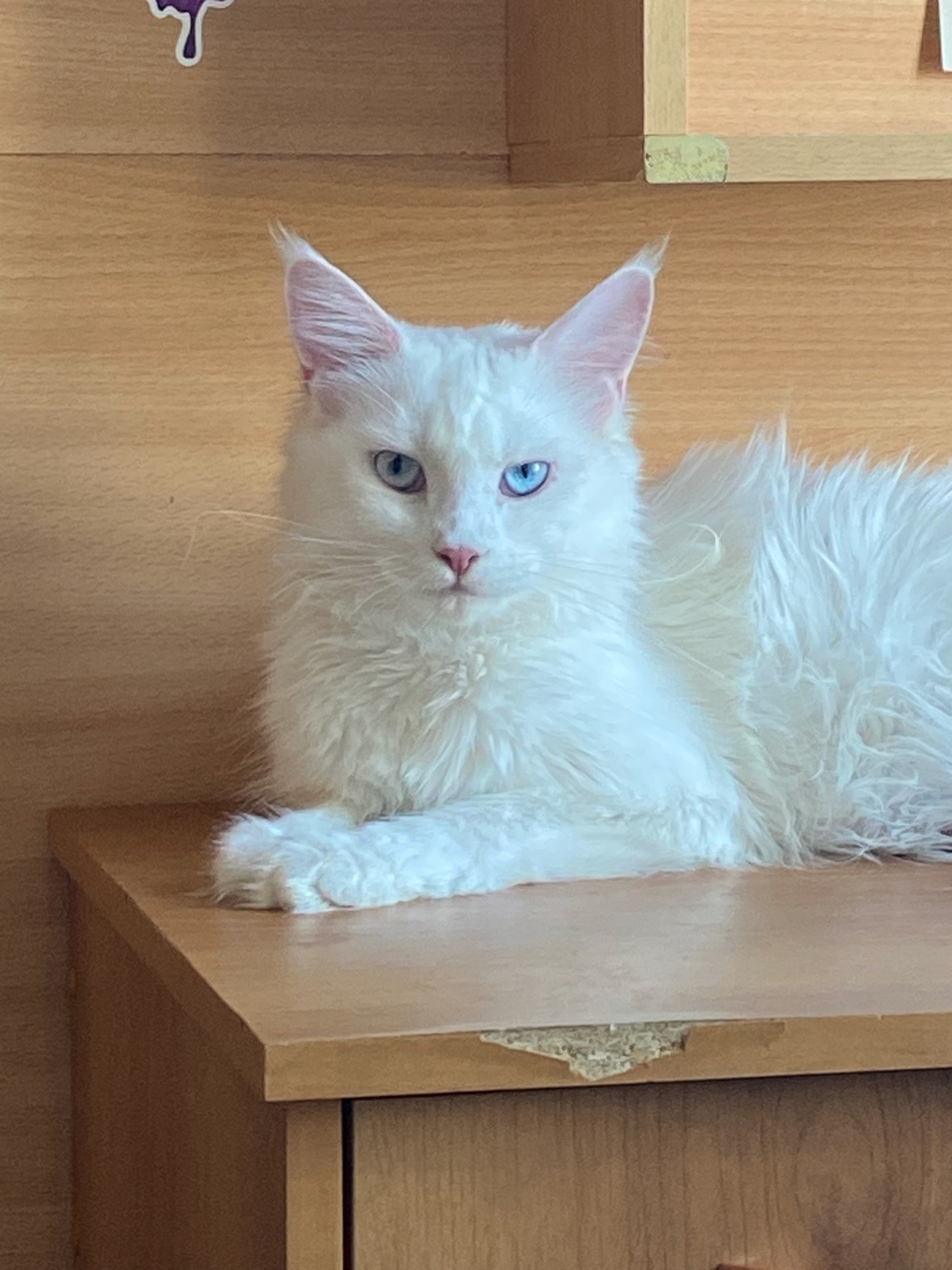 Кошка Ева&nbsp;