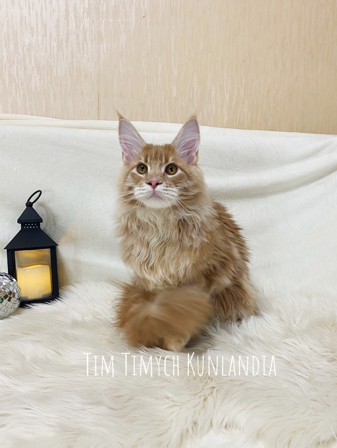 Кот Тим Тимыч