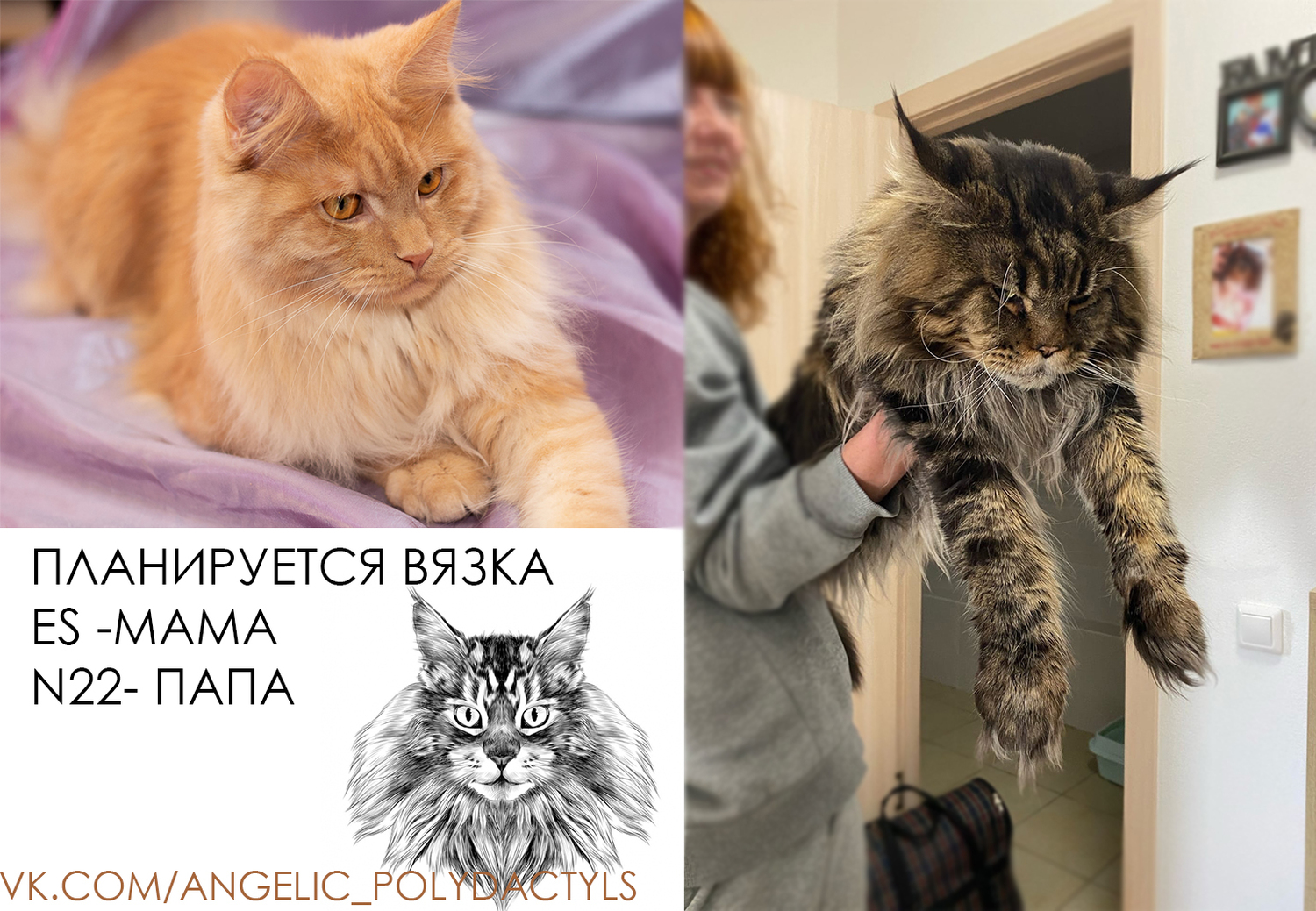 котята от пары&nbsp;